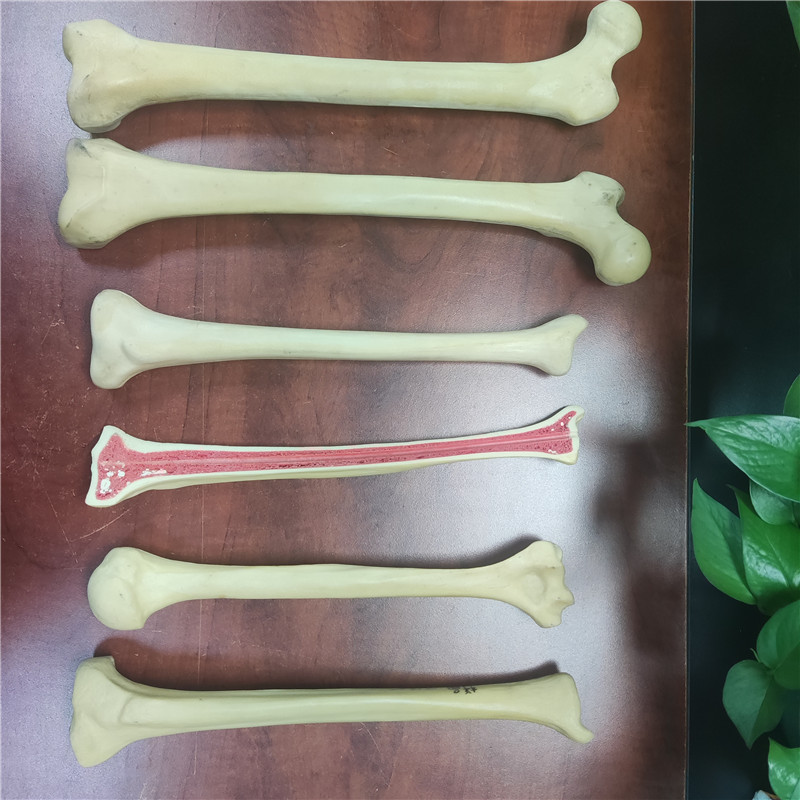 實驗用骨頭模型 實驗用人體骨頭模型