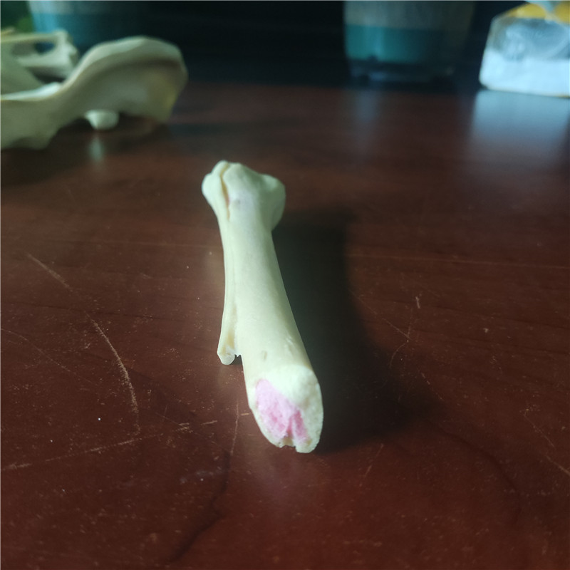 骨頭模型 骨頭模型