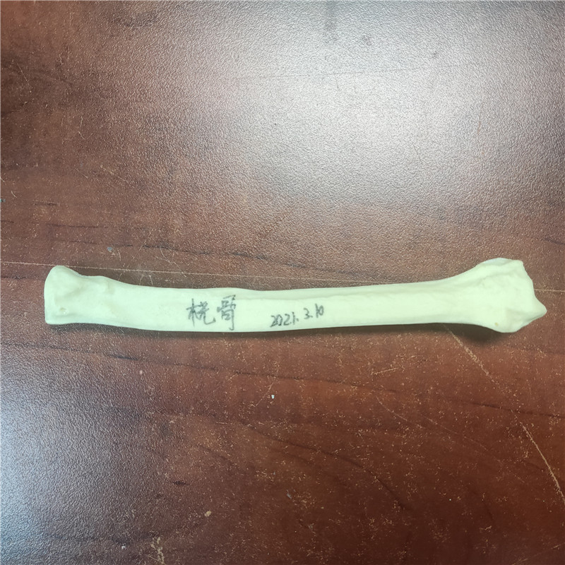 獸類(lèi)貓狗動(dòng)物骨頭
