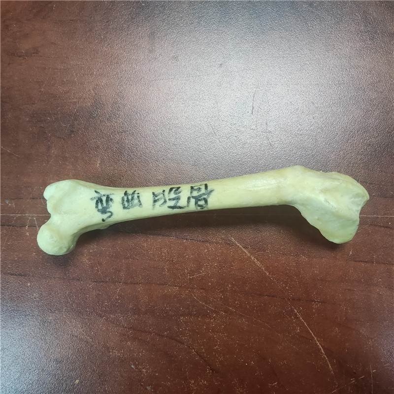 獸類(lèi)貓狗動(dòng)物骨頭